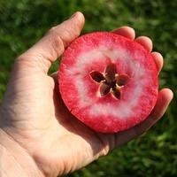 Dwarf Red Love Apple Tree Gift