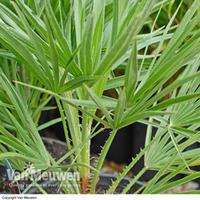 Dwarf Fan Palm - 1 dwarf fan palm plant in 3 litre pot