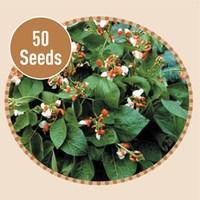 Dwarf Runner Bean Hesita 50 Seeds