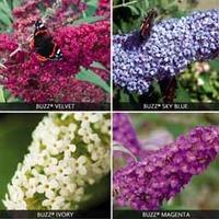 Dwarf Buddleja Hybridizer\'s Mix - 3 mixed bare root buddleja plants