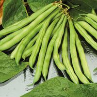 Dwarf Bean \'Tendergreen\' (Seeds) - 1 packet (50 dwarf bean seeds)