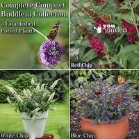 dwarf patio buddleia chip plant collection red white blue