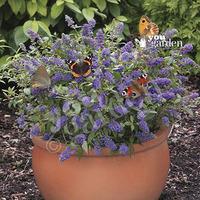Dwarf Patio Buddleia \'Blue Chip\' plants - pack of 3 in 9cm pots