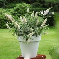 dwarf patio buddleia white chip plants pack of 3 in 9cm pots