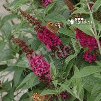 Dwarf Patio Buddleia \'Red Chip\' - pack of 3 9cm pots