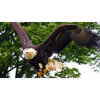 eagle handling experience in kent