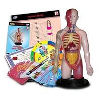 eastcolight science professional human torso set