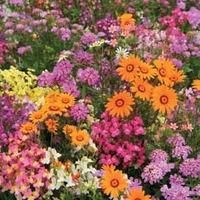 Easy Annuals \'Fairy Mixed\' - 1 packet (1000 seeds)