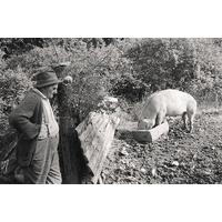 Eating from a Trough By James Ravilious