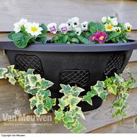 Easy Fill Hanging Wall Planter - 1 wall planter