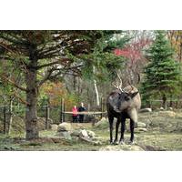 Ecomuseum Zoo: Discover Québec\'s Wildlife in Summer