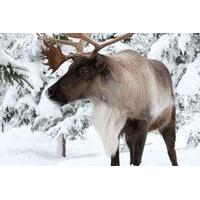 Ecomuseum Zoo: Discover Québec\'s Wildlife in Winter