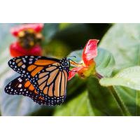 Ecological Exhibitions in Gamboa