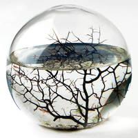 EcoSphere - Extra Large