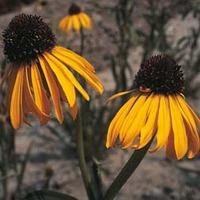 Echinacea paradoxa var. paradoxa - 1 packet (40 echinacea seeds)