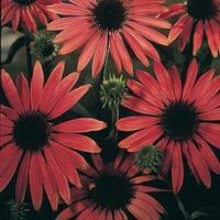 echinacea purpurea magnus 1 packet 30 echinacea seeds