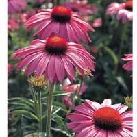 Echinacea purpurea \'Primadonna\' - 6 echinacea plug plants