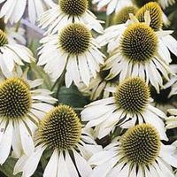 Echinacea purpurea \'White Swan\' - 1 packet (50 echinacea seeds)