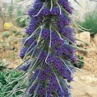 Echium pininana - 1 packet (25 echium seeds)