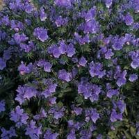 Echium vulgare \'Blue Bedder\' - 1 packet (200 echium seeds)