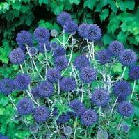 Echinops ritro subsp. ruthenicus - 1 packet (20 echinops seeds)