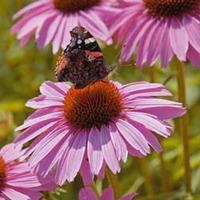 Echinacea purpurea \'Pink Parasol\' - 1 packet (35 echinacea seeds)