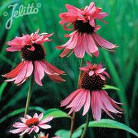 Echinacea purpurea \'Double Decker\' - 1 packet (20 echinacea seeds)