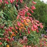 eccremocarpus scaber anglia hybrids mixed 1 packet 130 seeds