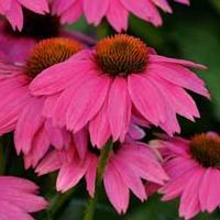 Echinacea \'PowWow Wild Berry\' - 1 packet (10 echinacea seeds)