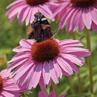 Echinacea purpurea \'Pink Parasol\' - 6 echinacea plug plants