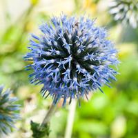 Echinops ritro (Large Plant) - 3 x 1 litre potted echinops plants