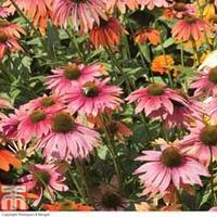 Echinacea purpurea \'Primadonna Mixed\' (Garden Ready) - 15 echinacea garden ready plants