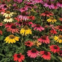 Echinacea Cheyenne Spirit 12 Jumbo Round Plant