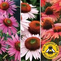 echinacea single cone collection 6 large plants