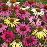 Echinacea Blend - 10 bare root echinacea plants