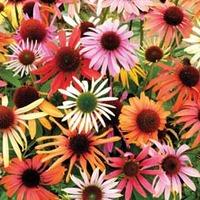 echinacea purpurea primadonna mixed 12 echinacea plug tray plants