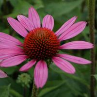 Echinacea purpurea \'Little Magnus\' (Large Plant) - 1 echinacea plant in 1 litre pot