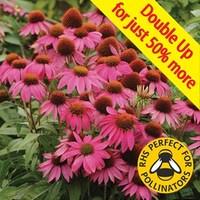 echinacea pow wow wild berry 24 large plants