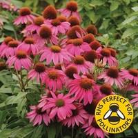 echinacea pow wow wild berry 12 large plants