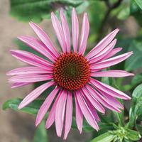 Echinacea purpurea \'Brilliant Star\' (Seeds) - 1 packet (35 echinacea seeds)