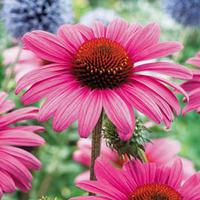 Echinacea \'Nectar Pink\' - 6 echinacea plug plants