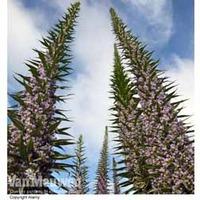 echium pininana blue steeple 10 echium plug plants