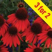 Echinacea Mix 3 Plants 1 litre Pot