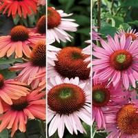 echinacea mix 6 plants 1 litre pot