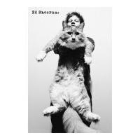 Ed Sheeran Cat - Maxi Poster - 61 x 91.5cm