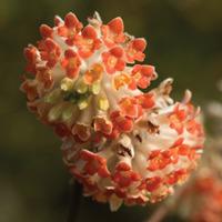 Edgeworthia chrysantha \'Red Dragon\' - 2 x 1.5 litre potted edgeworthia plants