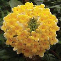 Edgeworthia chrysantha (Large Plant) - 1 x 3.5 litre potted edgeworthia plant