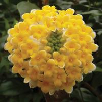 Edgeworthia chrysantha \'Grandiflora\' - 1 x 19cm potted edgeworthia plant