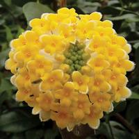 Edgeworthia chrysantha \'Grandiflora\' - 1 edgeworthia plant in 19cm pot