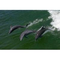 Egmont Key Island Snorkeling Adventure and Wild Dolphin Cruise